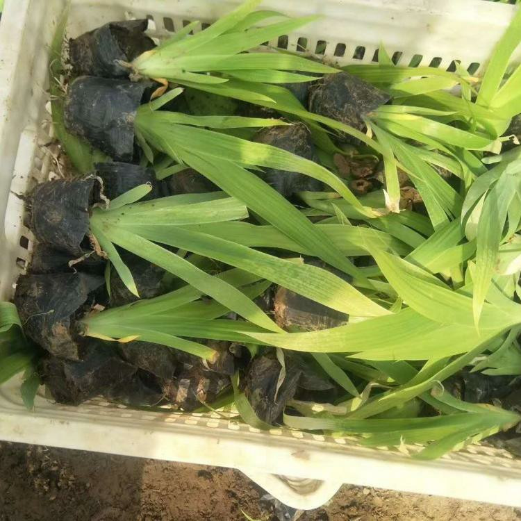 水生鸢尾价格 水体绿化苗木 山东兰花鸢尾苗