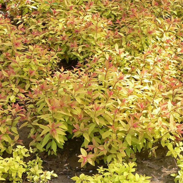 山东金焰绣线菊供货商 一二年宿根花卉 金焰绣线菊