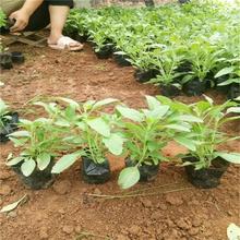 草花鼠尾草基地 青州草花鼠尾草杯苗