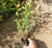 金山绣线菊 绿化工程用苗 金焰绣线菊销售