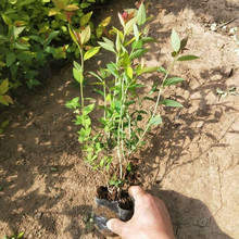 金山绣线菊 绿化工程用苗 金焰绣线菊销售