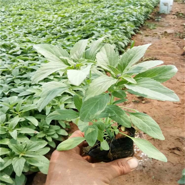 草花鼠尾草基地 山东草花鼠尾草
