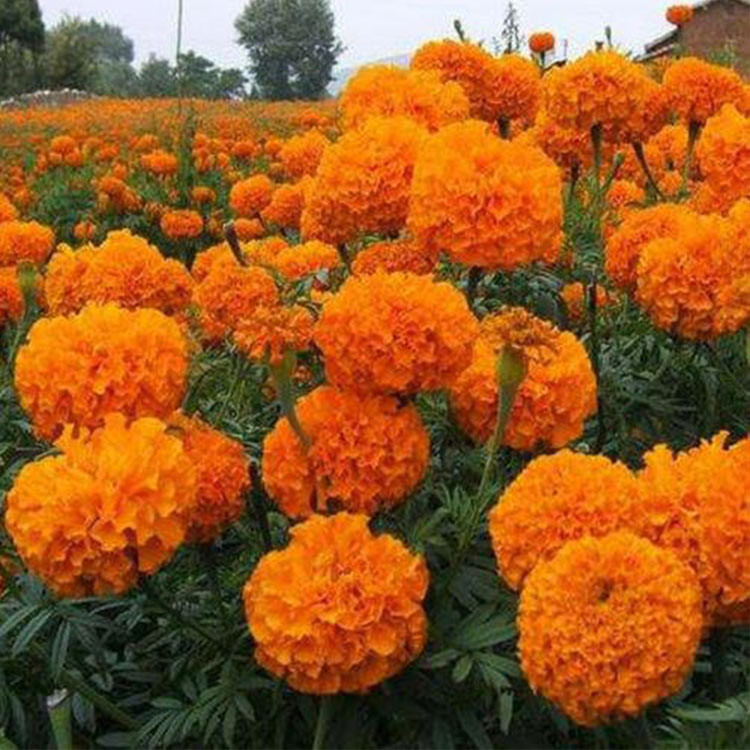 基地供应 山东万寿菊杯苗 万寿菊杯苗种植基地