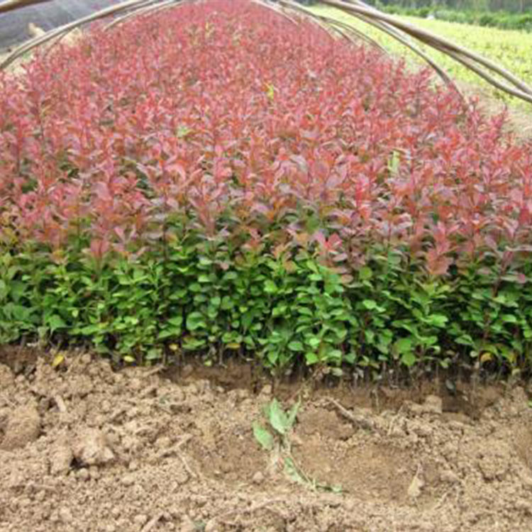 红叶小檗苗 红叶小檗种植基地 销售好苗