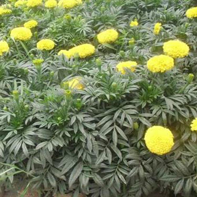 物美价廉 青州万寿菊 万寿菊销售