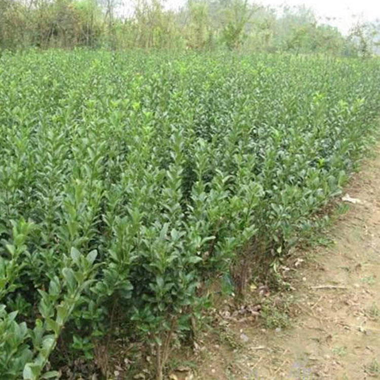 扶芳藤杯苗 基地供应 山东扶芳藤杯苗