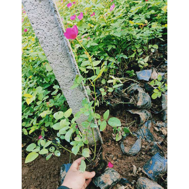 菏泽丰花月季  月季花卉  丰花月季苗培育