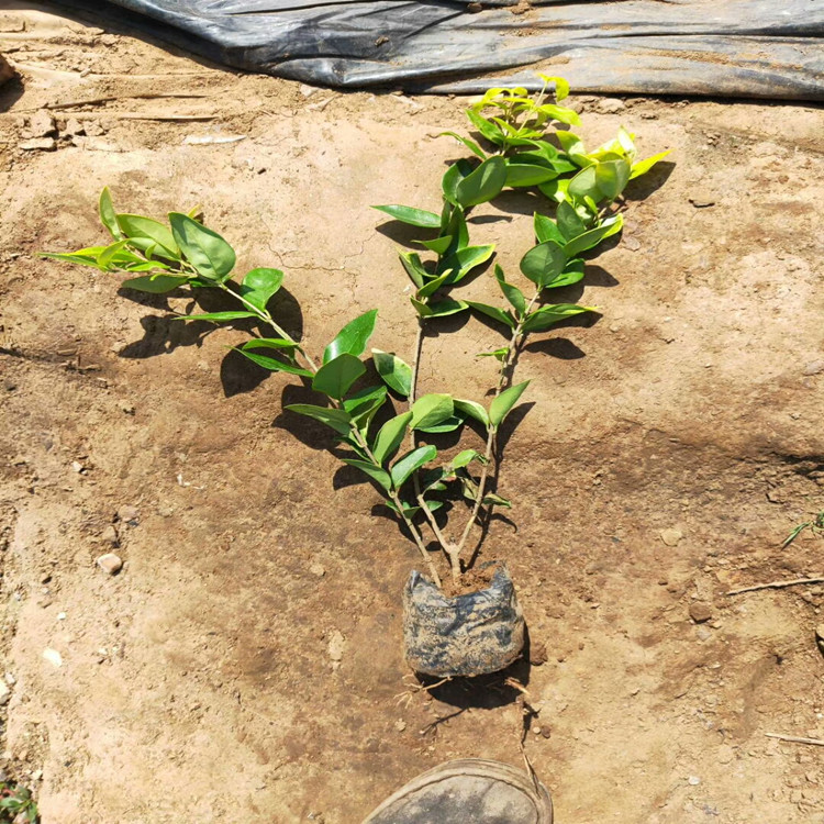 临朐金森女贞苗  女贞球  盆栽金森女贞培育基地