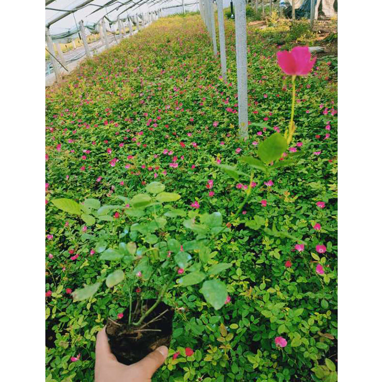 临沂丰花月季  月季花卉  丰花月季苗直销
