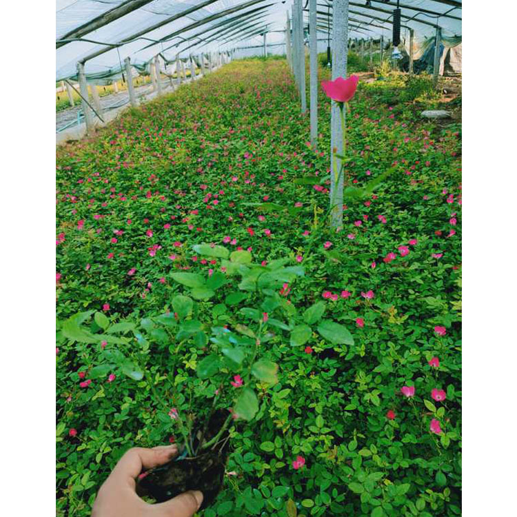 青州丰花月季  月季花卉  丰花月季苗
