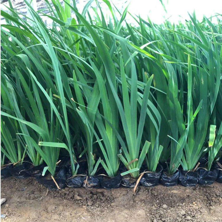 水生植物水生鸢尾 青州苗圃批发 黄菖蒲小苗