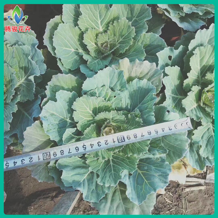 常年供应 羽衣甘蓝 羽衣甘蓝行情