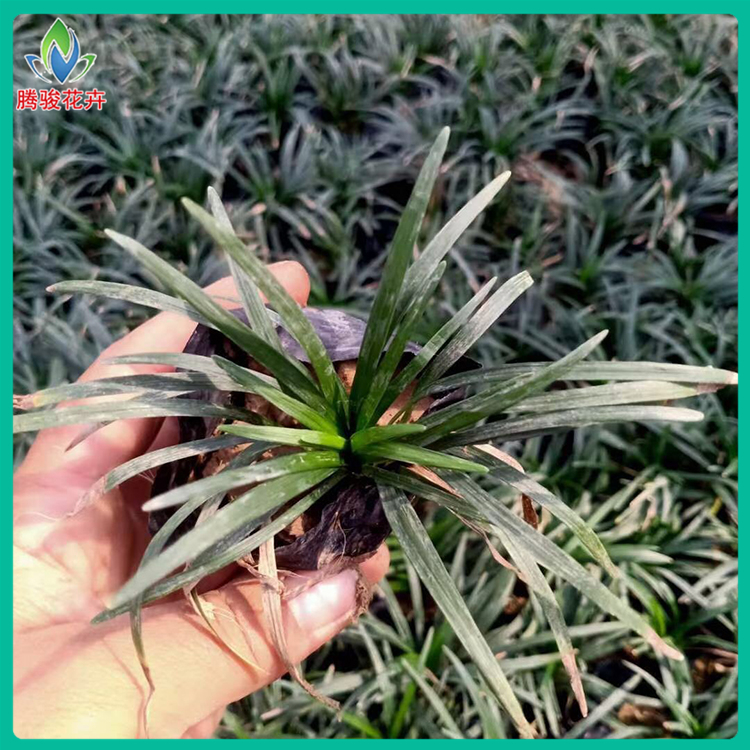 日本矮麦冬杯苗 常年供应 玉龙草培育基地