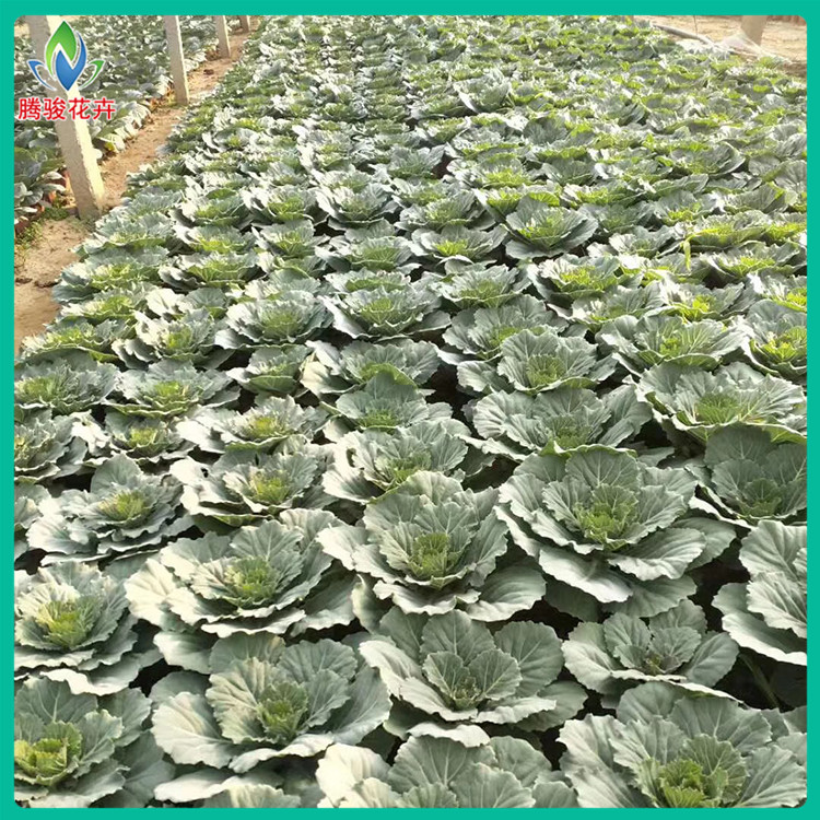 好苗预定 耐寒羽衣甘蓝 羽衣甘蓝基地