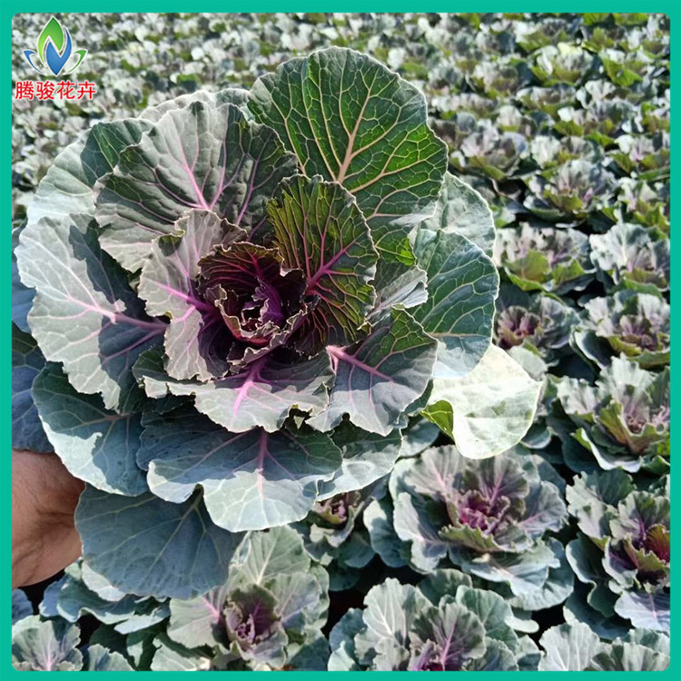 羽衣甘蓝种植基地 盆栽苗 小杯苗 山东羽衣甘蓝批发