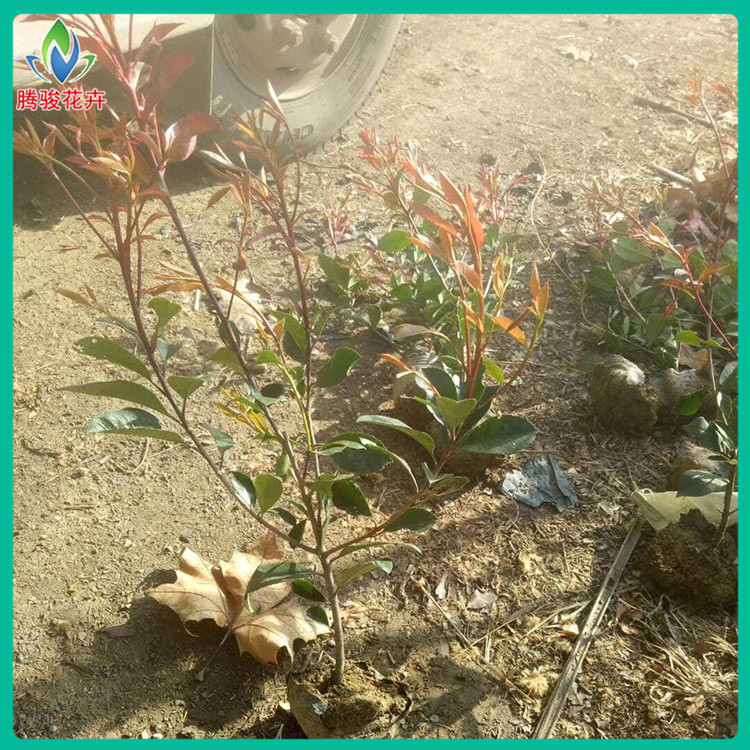 量大价优 红叶石楠杯苗 山东红叶石楠基地