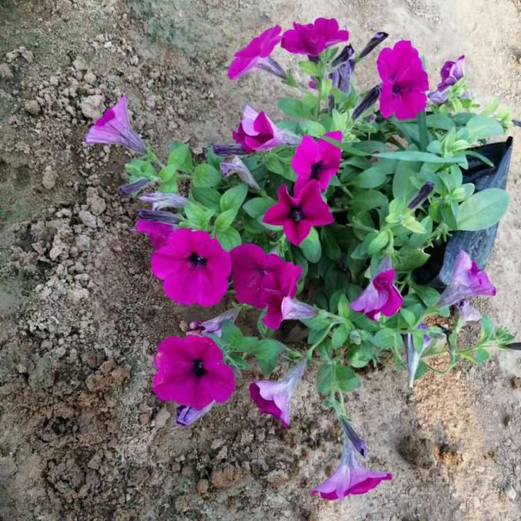 垂钓牵牛价格 批发采购垂钓牵牛推荐天一花卉 基地直售量大优惠
