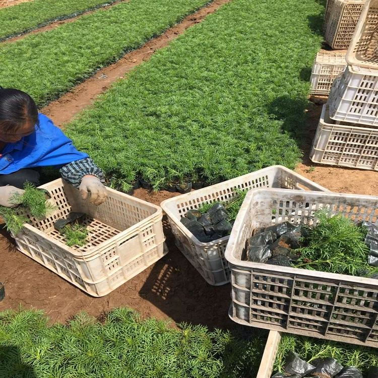 花坛租摆用波斯菊批发 波斯菊 花海打造用波斯菊 苗圃供应优良波斯菊