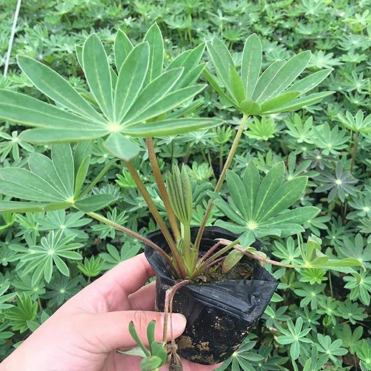 羽扇豆杯苗价格 羽扇豆批发基地 羽扇豆行情 天一花卉