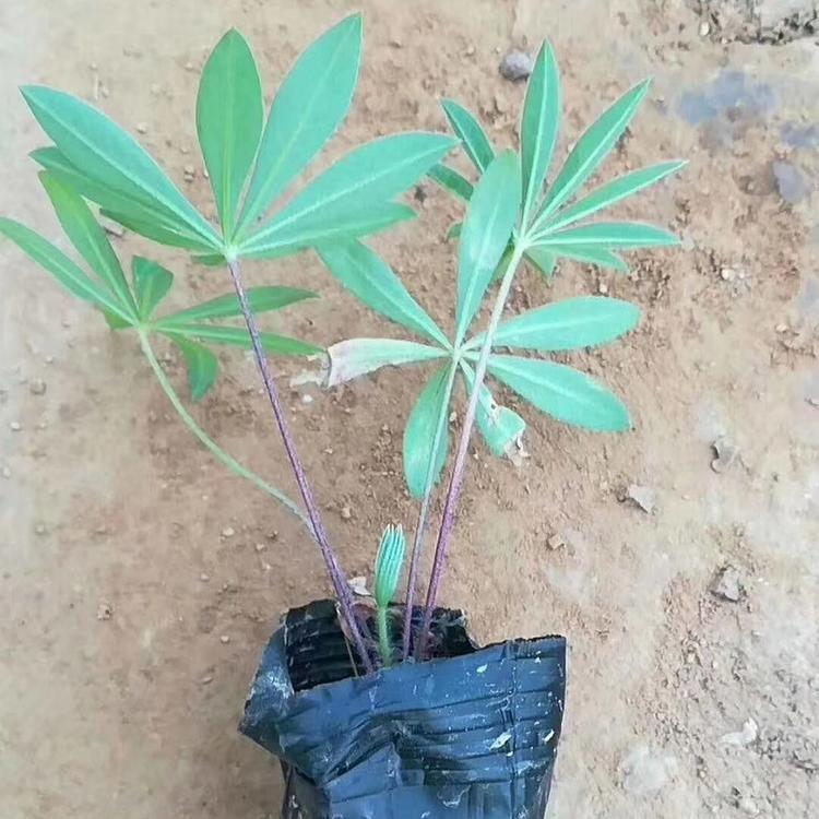 羽扇豆小苗 羽扇豆批发商 羽扇豆培育 山东羽扇豆批发商