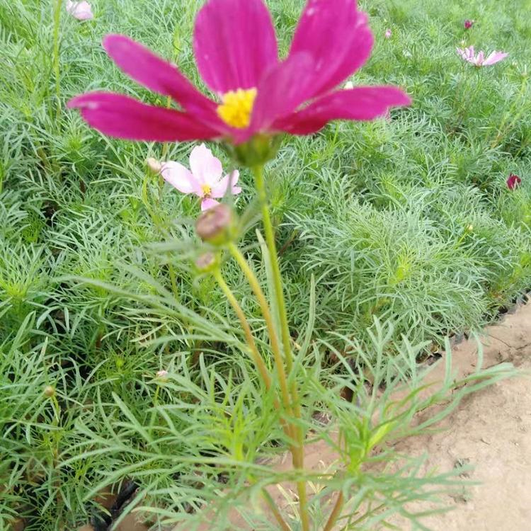 波斯菊花苗 波斯菊行情 花海打造用波斯菊 苗圃供应优良波斯菊