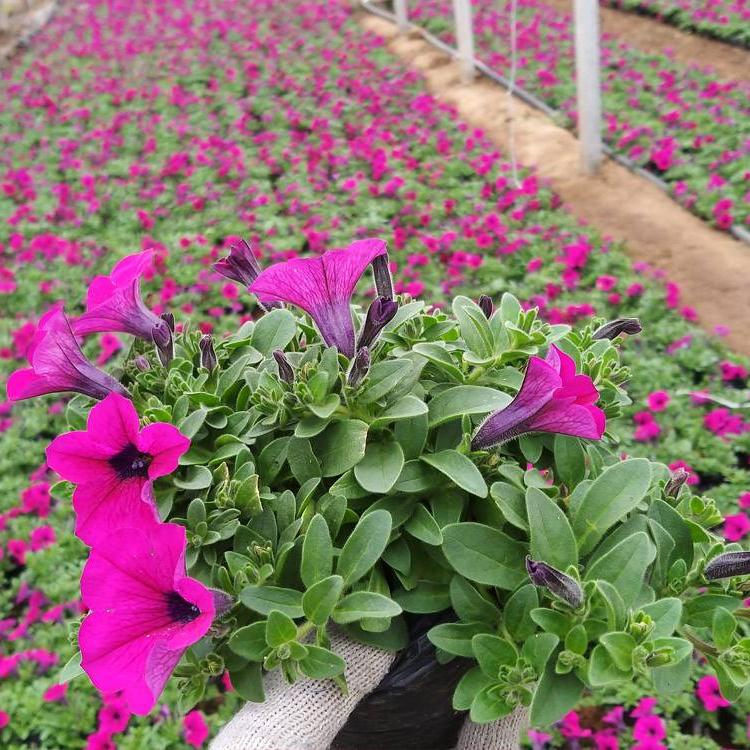 垂钓牵牛花苗 垂钓牵牛销售 垂钓牵牛基地