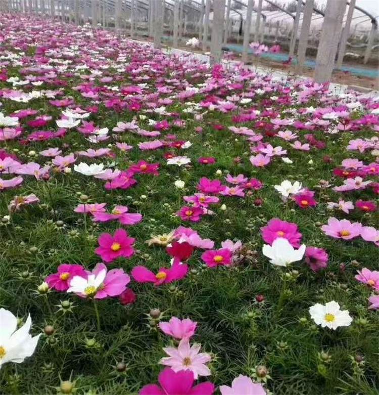 波斯菊小苗 天一波斯菊 批发波斯菊基地 波斯菊基地直销