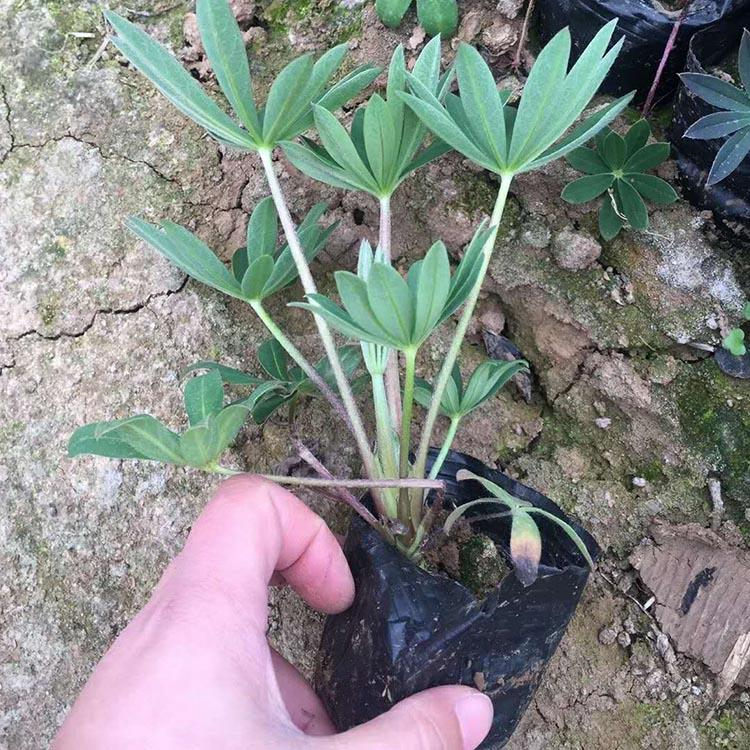 鲁冰花 羽扇豆批发基地 羽扇豆行情 羽扇豆直销基地