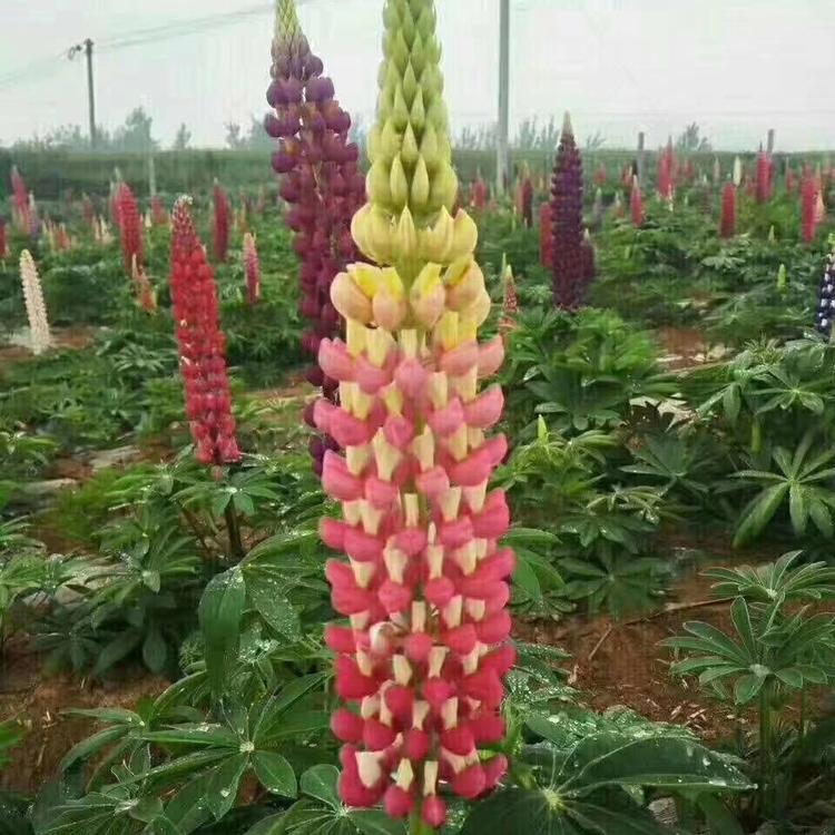 羽扇豆种植基地 羽扇豆价格 种植培育羽扇豆 羽扇豆直销基地