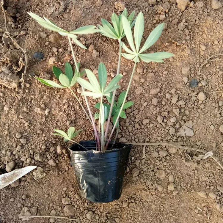 羽扇豆杯苗价格 羽扇豆批发基地 种植培育羽扇豆 天一花卉