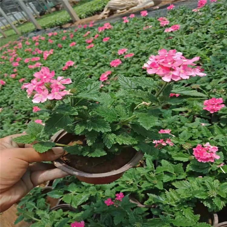 现苗直销 美女樱杯苗批发 天一美女樱价格 山东美女樱