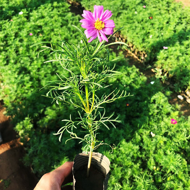 波斯菊苗子   波斯菊  波斯菊花海出售 支持定制