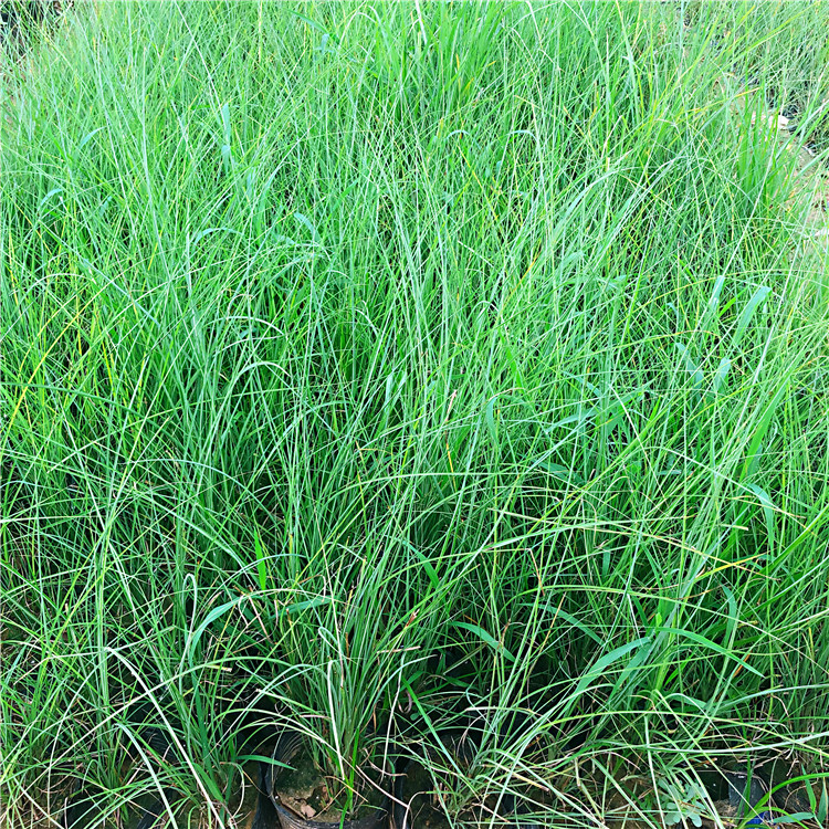 细叶芒  细叶芒小苗  观赏草木订购