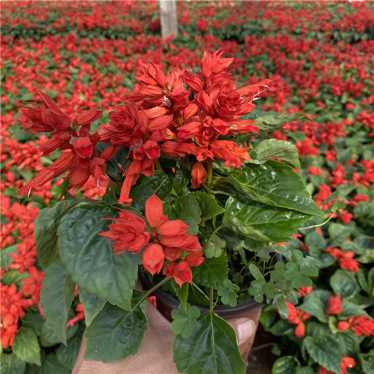 一串红花海  一串红  盆栽一串红定制