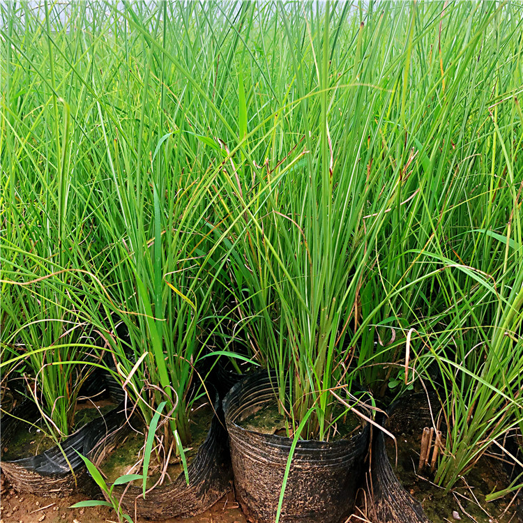 青州细叶芒幼苗  细叶芒  细叶芒基地