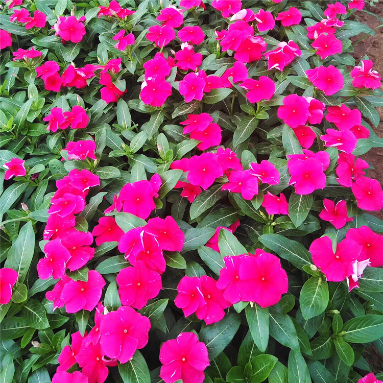天天开花卉   天天开  长春花苗子基地