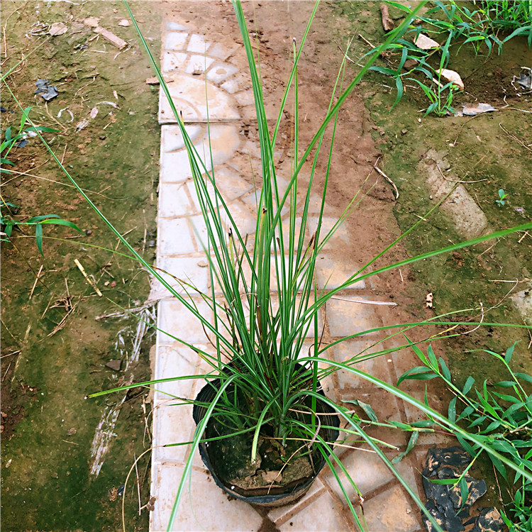 同丰细叶芒  细叶芒小苗  观赏草木