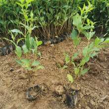 红瑞木小苗种植基地供应 山东绿化用红瑞木苗报价