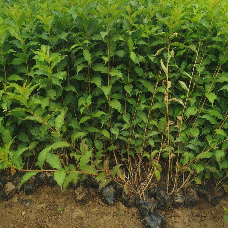 山东绿化用红瑞木苗报价 红瑞木小苗种植基地出售