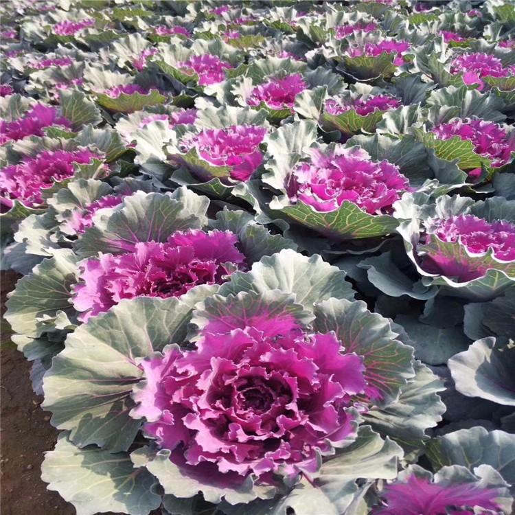 羽衣甘蓝培育基地 河北羽衣甘蓝种植基地 羽衣甘蓝行情