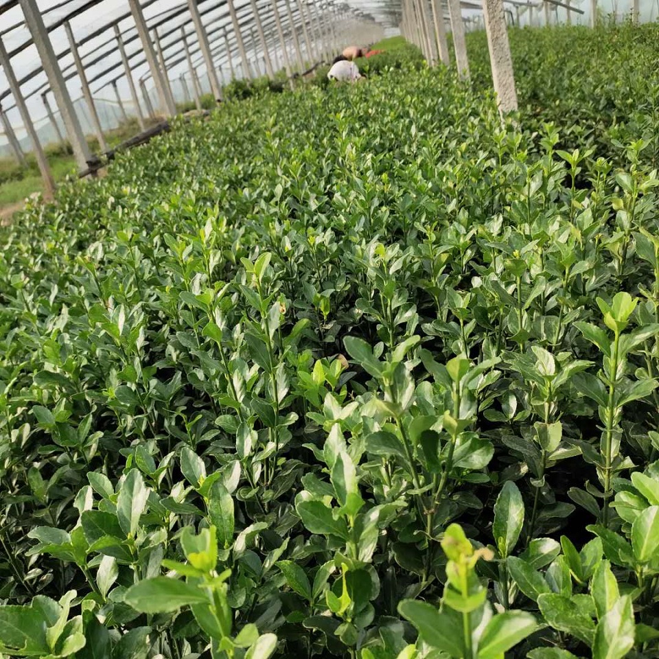 公园篱笆绿化苗木  冬青球  量大从优
