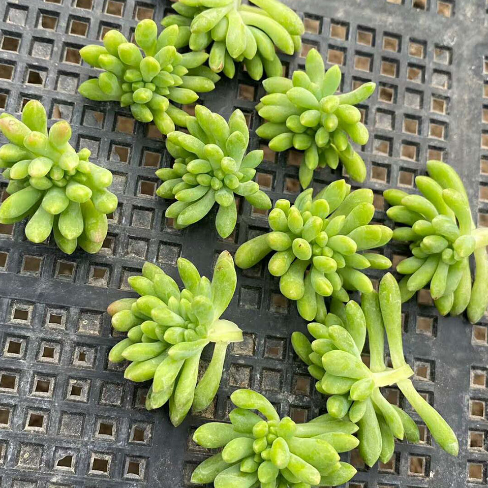 大量销售多肉植物 多肉培育基地 宇宙花卉 多品种多肉出售