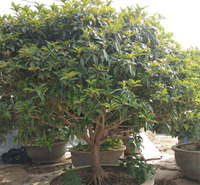 桂花价格 基地种植供应桂花树 基地直发