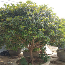 桂花价格 基地种植供应桂花树 基地直发