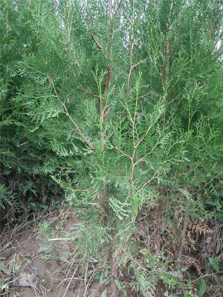 侧柏树苗基地直供 侧柏苗上新 基地常年出售侧柏