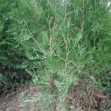 侧柏树苗基地直供 侧柏苗上新 基地常年出售侧柏