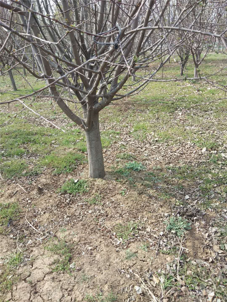 西府海棠销售 大量种植供应西府海棠树苗 量大优惠
