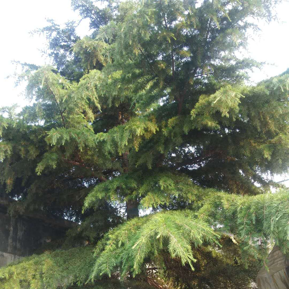 绿化用雪松树苗 雪松报价 青州雪松树苗种植商