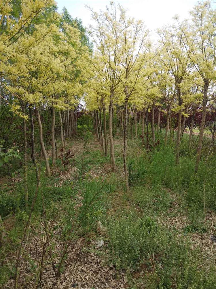 大量供应高杆黄金槐 黄金槐基地供应 绿化苗木黄金槐基地