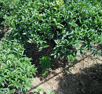 桂花批发商 基地种植供应桂花树苗 规格多种